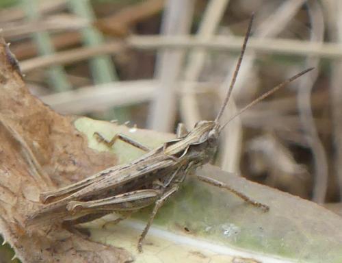 Réf. 328 420 : Chorthippus brunneus brunneus