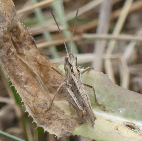 Réf. 328 421 : Chorthippus brunneus brunneus