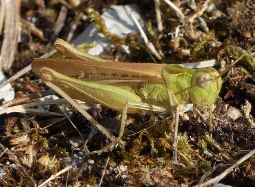 Réf. 328 443 : Chorthippus sp.