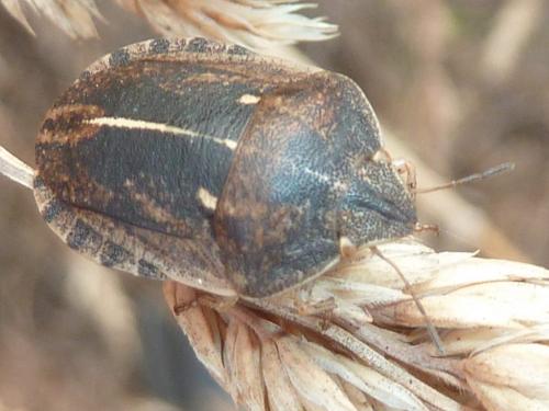 Réf. 328 526 : Eurygaster austriaca