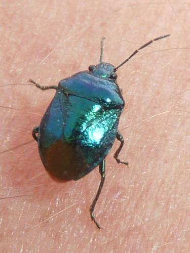 Zicrona caerulea