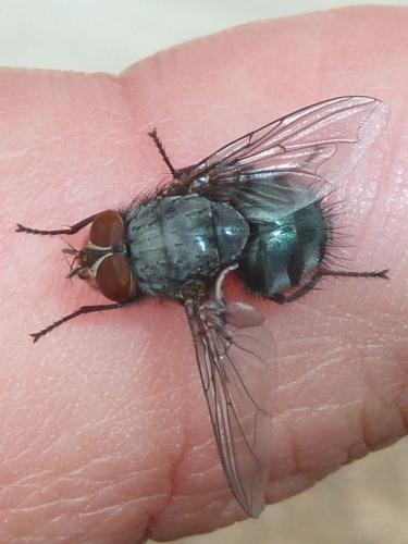Calliphora vicina