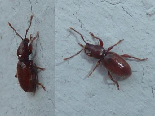 Réf. 328 340 : Stomodes gyrosicollis