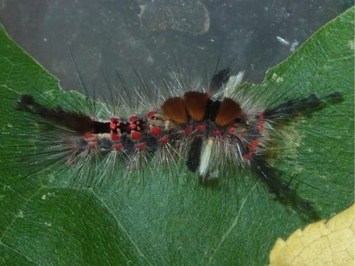 Orgyia antiqua