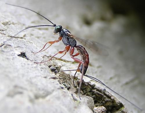 Lissonota semirufa