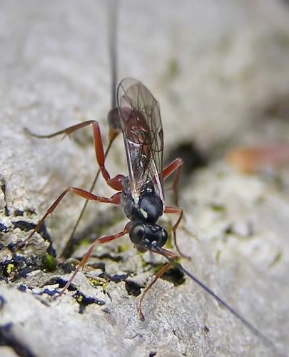 Lissonota semirufa