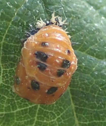 Harmonia axyridis