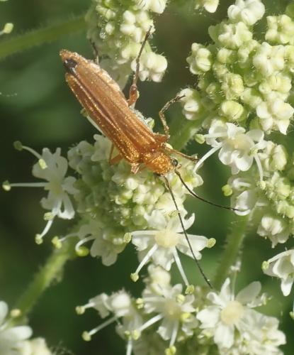 Oedemera podagrariae