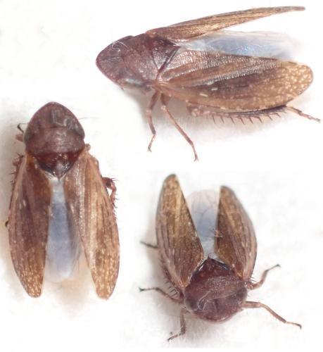 Anoscopus sp.