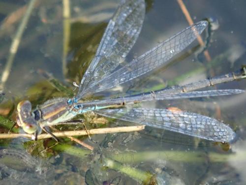 Erythromma viridulum