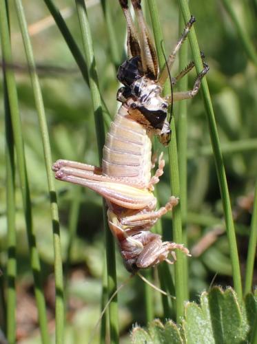Réf. 328 701 : Anonconotus occidentalis
