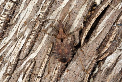 Réf. 328 085 : Himacerus mirmicoides