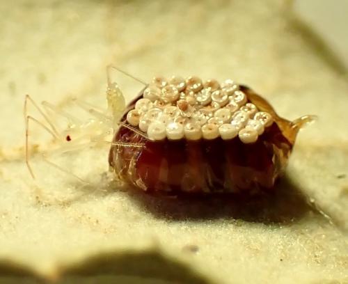 Réf. 328 494 : Zelus renardii