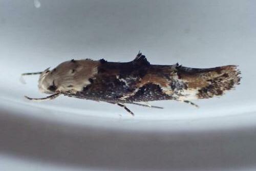 Réf. 328 240 : Mompha propinquella