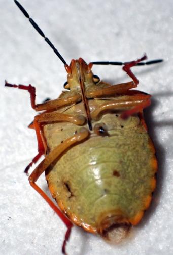 Carpocoris mediterraneus atlanticus