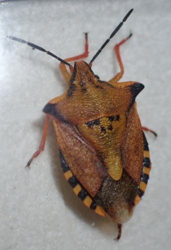 Carpocoris mediterraneus atlanticus