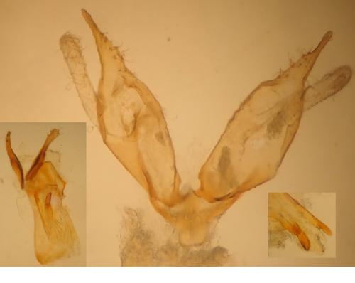 Mompha propinquella