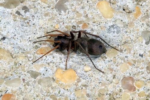 Micaria sp.