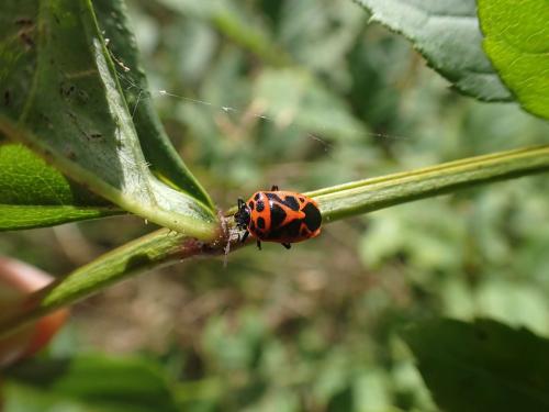 Réf. 328 896 : Eurydema dominulus