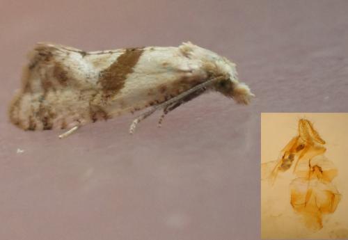 Réf. 328 981 : Cochylidia implicitana