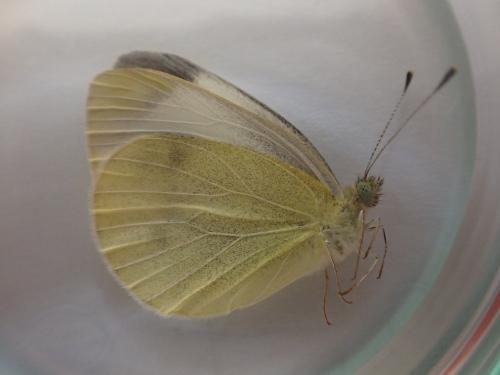 Réf. 328 810 : Pieris mannii