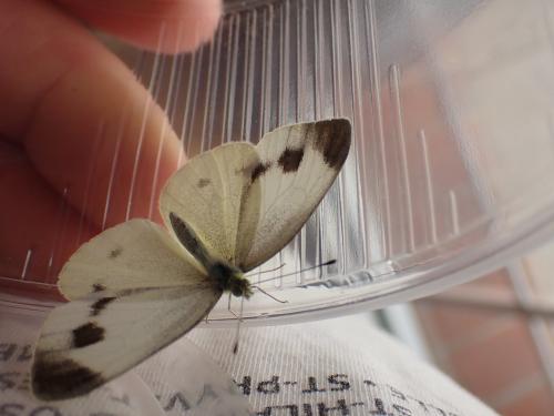 Pieris mannii