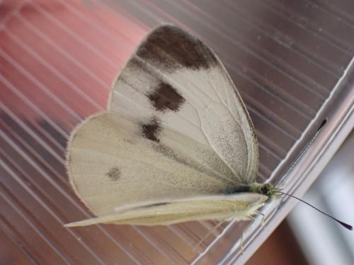 Pieris mannii