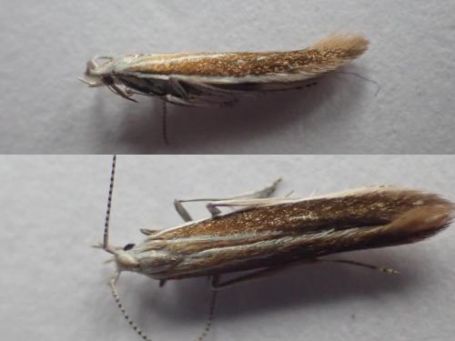 Coleophora saturatella