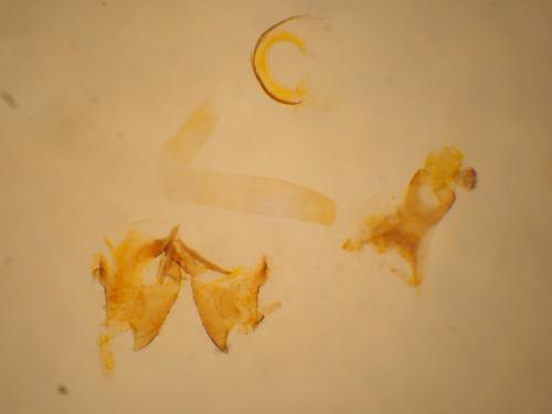 Coleophora saturatella
