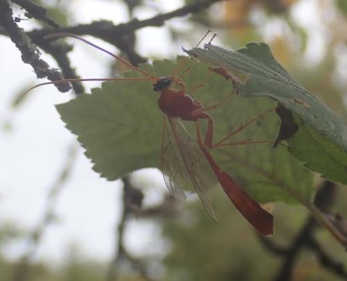 Réf. 328 358 : Enicospilus sp.