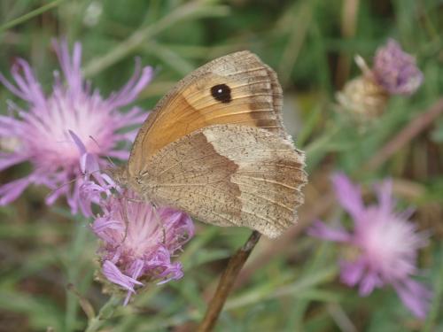 Maniola jurtina