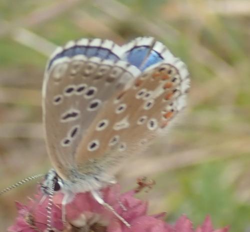 Polyommatus bellargus