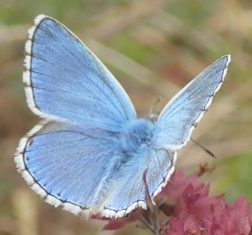 Réf. 328 359 : Polyommatus bellargus