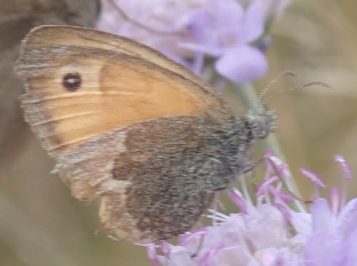 Réf. 328 372 : Coenonympha pamphilus