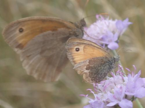 Coenonympha pamphilus