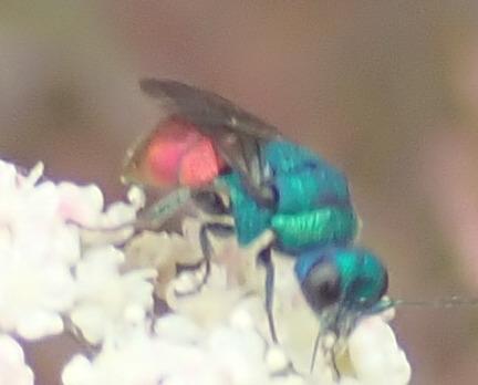 Holopyga sp.