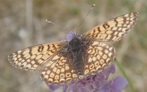 Réf. 328 362 : Melitaea cinxia
