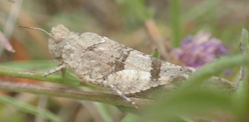 Réf. 328 364 : Oedipoda caerulescens caerulescens