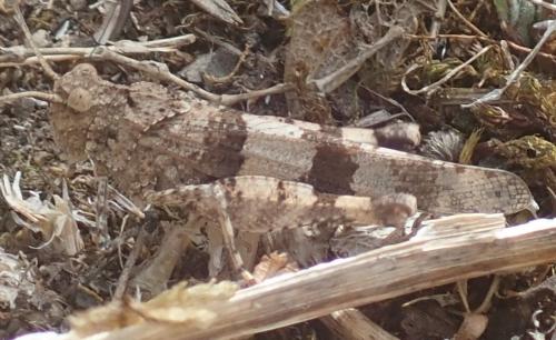 Réf. 328 422 : Oedipoda caerulescens caerulescens