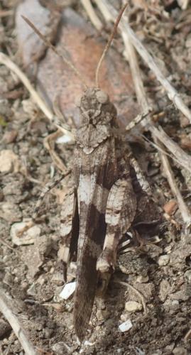 Oedipoda caerulescens caerulescens