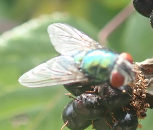Lucilia sericata