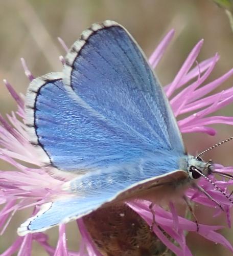Réf. 328 425 : Polyommatus bellargus