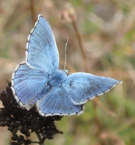 Réf. 328 432 : Polyommatus bellargus
