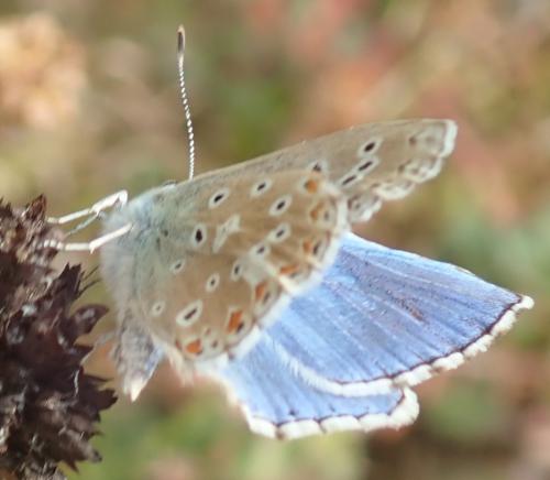Réf. 328 433 : Polyommatus bellargus