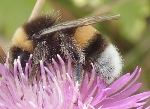 Bombus sp.