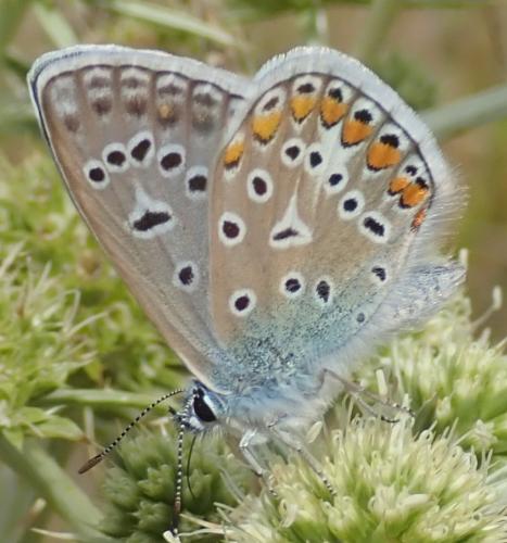 Réf. 328 434 : Polyommatus icarus