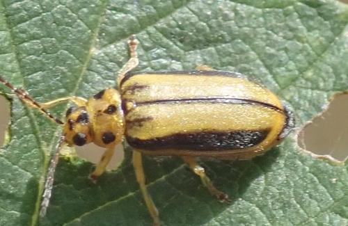 Réf. 328 428 : Xanthogaleruca luteola