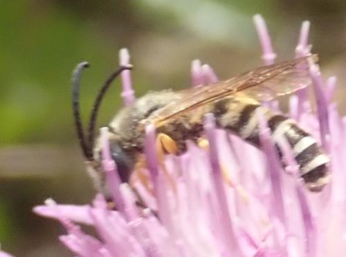 Réf. 328 429 : Halictus scabiosae
