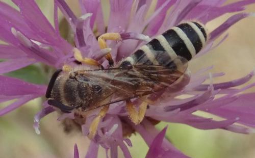 Halictus scabiosae