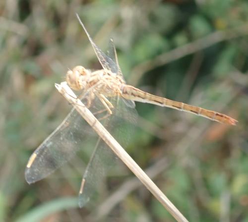 Sympetrum meridionale